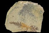 Metasequoia (Metasequoia) Fossil - Montana #110871-1